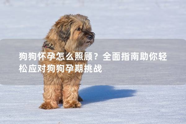 狗狗懷孕怎么照顧？全面指南助你輕松應對狗狗孕期挑戰