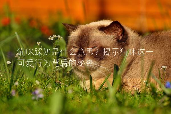 貓咪踩奶是什么意思？揭示貓咪這一可愛行為背后的秘密