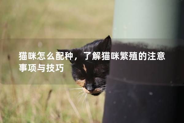 貓咪怎么配種，了解貓咪繁殖的注意事項與技巧