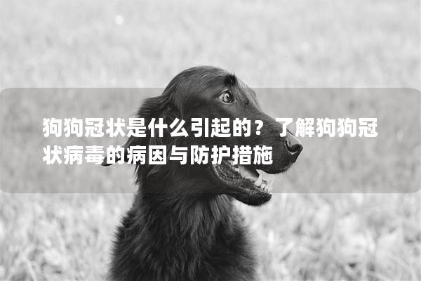 狗狗冠狀是什么引起的？了解狗狗冠狀病毒的病因與防護(hù)措施