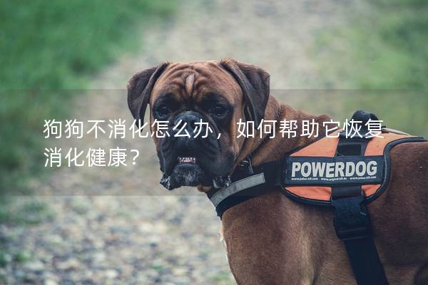 狗狗不消化怎么辦，如何幫助它恢復消化健康？