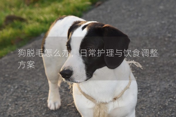 狗脫毛怎么辦,日常護理與飲食調整方案 狗脫毛怎么辦,日常護理與飲食調整方案