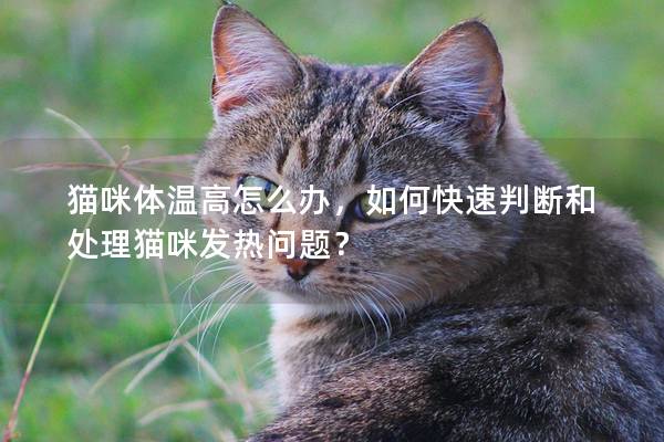 貓咪體溫高怎么辦，如何快速判斷和處理貓咪發熱問題？