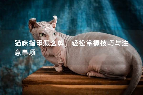 貓咪指甲怎么剪，輕松掌握技巧與注意事項