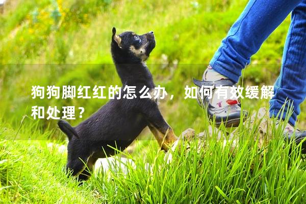 狗狗腳紅紅的怎么辦，如何有效緩解和處理？