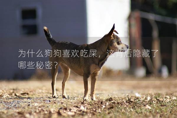 為什么狗狗喜歡吃屎，這背后隱藏了哪些秘密？