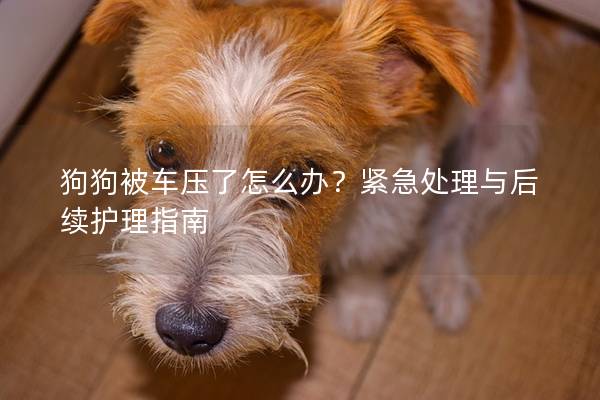 狗狗被車壓了怎么辦？緊急處理與后續護理指南