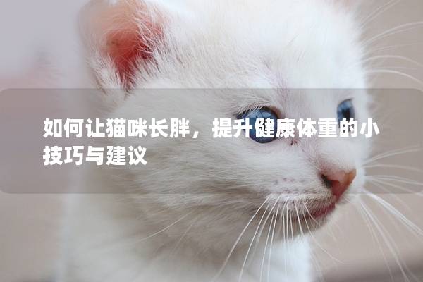 如何讓貓咪長胖，提升健康體重的小技巧與建議