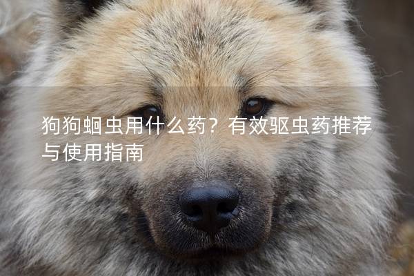 狗狗蛔蟲用什么藥？有效驅(qū)蟲藥推薦與使用指南