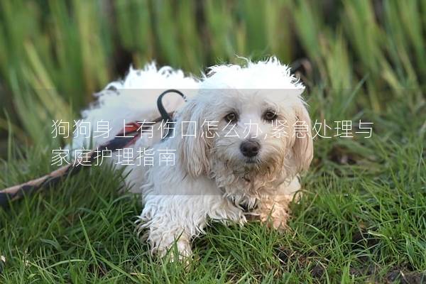 狗狗身上有傷口怎么辦,緊急處理與家庭護(hù)理指南