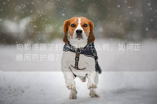 狗狗感冒了打噴嚏吃什么藥,如何正確用藥護理? 狗狗感冒了打噴嚏吃什么藥,如何正確用藥護理?