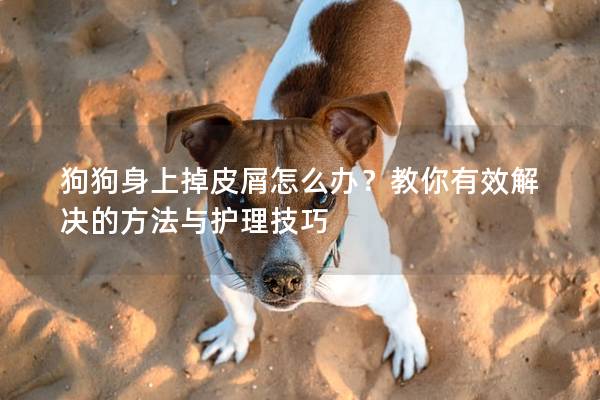 狗狗身上掉皮屑怎么辦？教你有效解決的方法與護理技巧