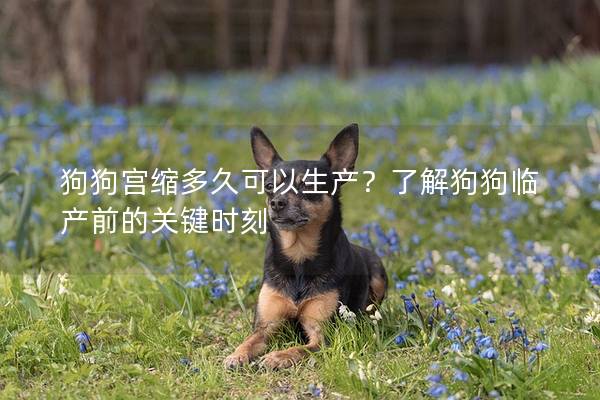 狗狗宮縮多久可以生產？了解狗狗臨產前的關鍵時刻