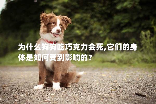 為什么狗狗吃巧克力會(huì)死,它們的身體是如何受到影響的？