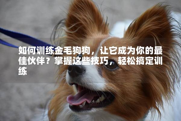 如何訓練金毛狗狗，讓它成為你的最佳伙伴？掌握這些技巧，輕松搞定訓練