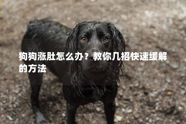 狗狗漲肚怎么辦？教你幾招快速緩解的方法