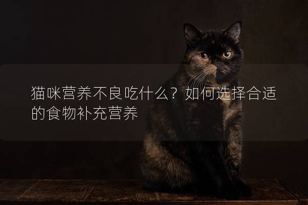 貓咪營養不良吃什么？如何選擇合適的食物補充營養