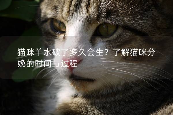 貓咪羊水破了多久會生？了解貓咪分娩的時間與過程