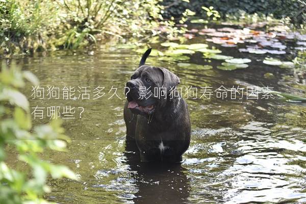 狗狗能活多久？影響狗狗壽命的因素有哪些？