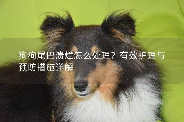 狗狗尾巴潰爛怎么處理？有效護理與預防措施詳解
