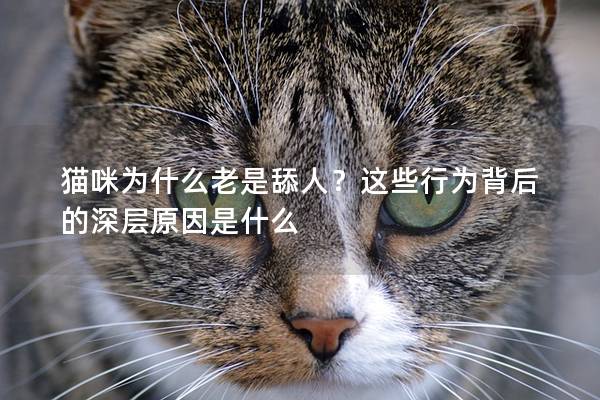 貓咪為什么老是舔人？這些行為背后的深層原因是什么