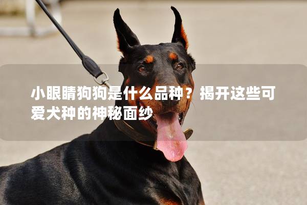 小眼睛狗狗是什么品種？揭開這些可愛犬種的神秘面紗