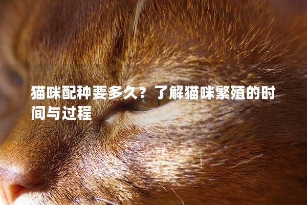 貓咪配種要多久？了解貓咪繁殖的時間與過程