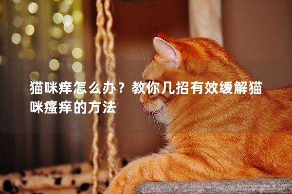 貓咪癢怎么辦？教你幾招有效緩解貓咪瘙癢的方法