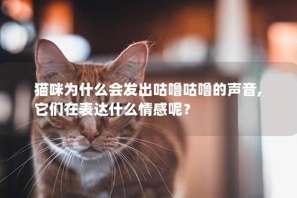 貓咪為什么會發出咕嚕咕嚕的聲音,它們在表達什么情感呢？