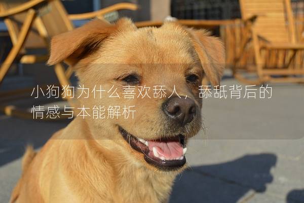 小狗狗為什么喜歡舔人，舔舐背后的情感與本能解析