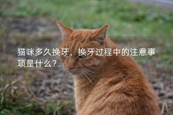 貓咪多久換牙，換牙過程中的注意事項是什么？