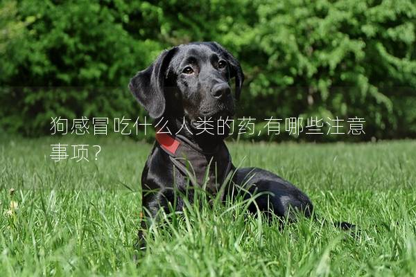 狗感冒吃什么人類的藥,有哪些注意事項(xiàng)？