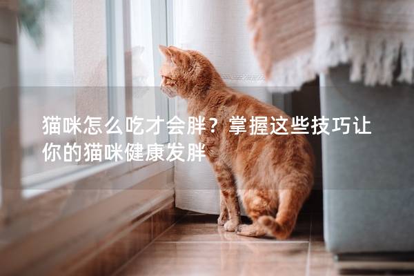 貓咪怎么吃才會胖？掌握這些技巧讓你的貓咪健康發胖