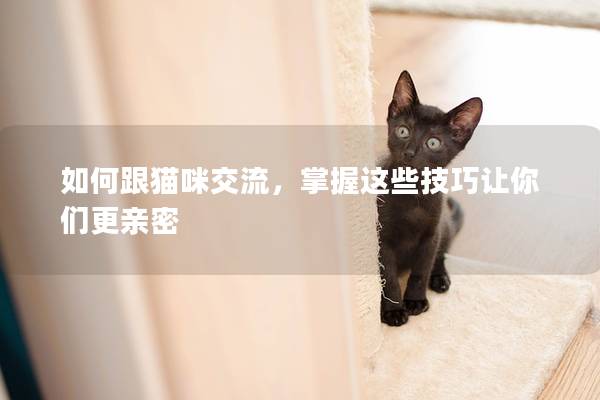 如何跟貓咪交流，掌握這些技巧讓你們更親密