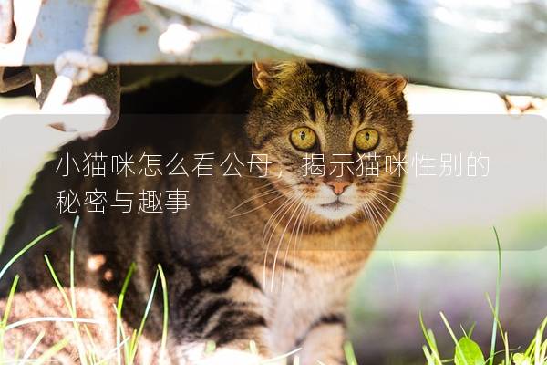 小貓咪怎么看公母，揭示貓咪性別的秘密與趣事