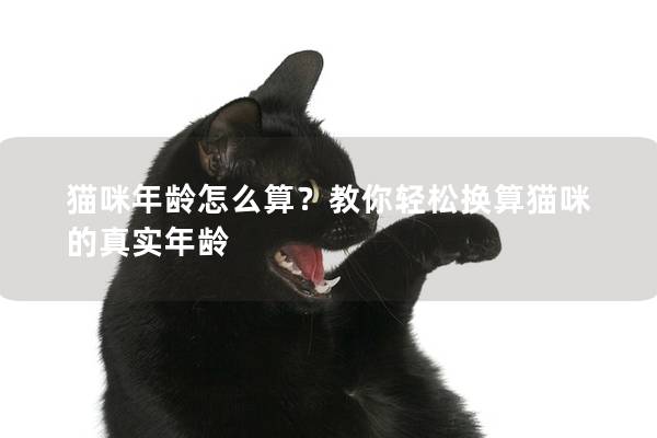 貓咪年齡怎么算？教你輕松換算貓咪的真實年齡