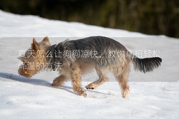 夏天怎么讓狗狗涼快，教你幾招輕松降溫的方法