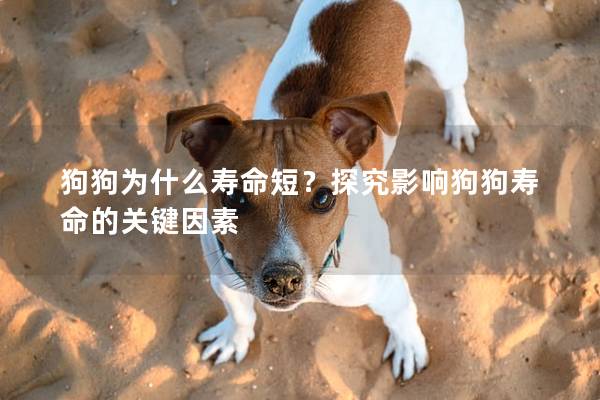 狗狗為什么壽命短？探究影響狗狗壽命的關(guān)鍵因素