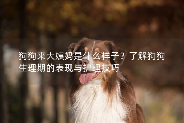 狗狗來大姨媽是什么樣子？了解狗狗生理期的表現與護理技巧