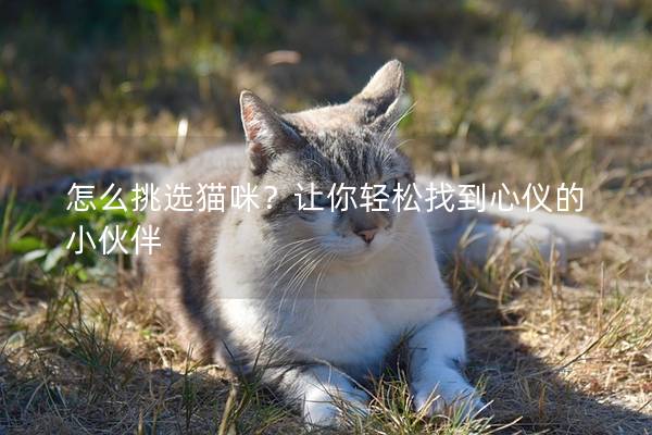 怎么挑選貓咪？讓你輕松找到心儀的小伙伴