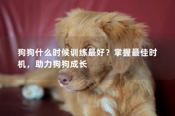 狗狗什么時候訓(xùn)練最好?掌握最佳時機(jī),助力狗狗成長 狗狗什么時候訓(xùn)練最好?掌握最佳時機(jī),助力狗狗成長