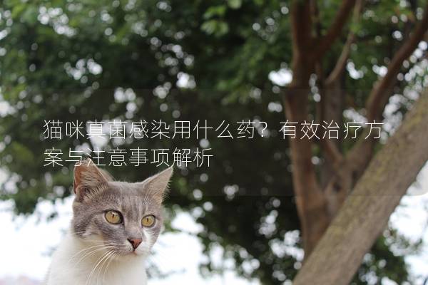 貓咪真菌感染用什么藥？有效治療方案與注意事項解析