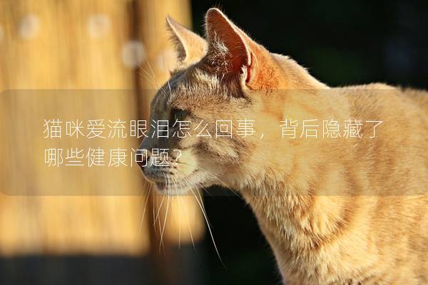貓咪愛流眼淚怎么回事，背后隱藏了哪些健康問題？