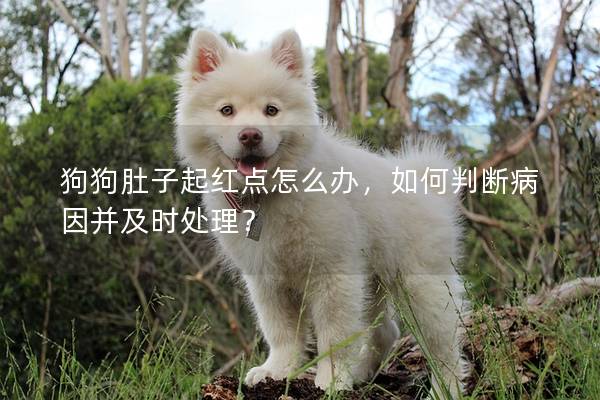 狗狗肚子起紅點(diǎn)怎么辦，如何判斷病因并及時處理？