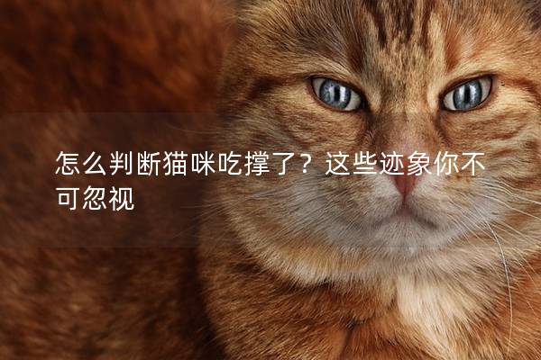 怎么判斷貓咪吃撐了？這些跡象你不可忽視