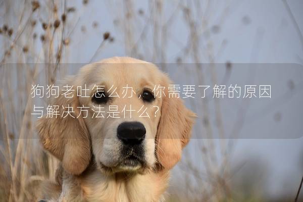 狗狗老吐怎么辦,你需要了解的原因與解決方法是什么? 狗狗老吐怎么辦,你需要了解的原因與解決方法是什么?
