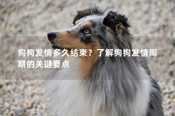 狗狗發(fā)情多久結(jié)束？了解狗狗發(fā)情周期的關(guān)鍵要點(diǎn)
