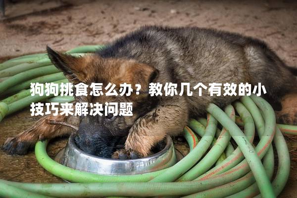 狗狗挑食怎么辦？教你幾個有效的小技巧來解決問題
