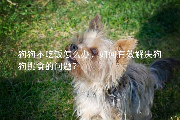 狗狗不吃飯怎么辦，如何有效解決狗狗挑食的問題？