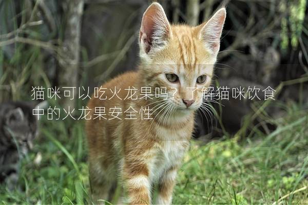 貓咪可以吃火龍果嗎？了解貓咪飲食中的火龍果安全性